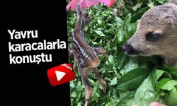 Çayelili Vatandaş, Çay Bahçesinde Yavru Karacalarla Karşılaştı