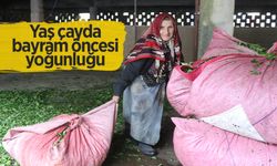 Rize'deki çay bahçelerinde ilk sürgün hasadı yoğunluğu