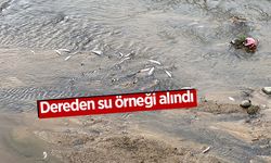 Rize’de derede balık ölümlerine inceleme