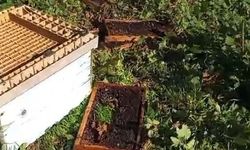 Ayı, arı kovanlarını parçaladı