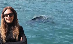 Rize'de deri sırtlı deniz kaplumbağası görüldü