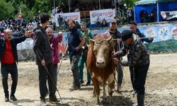 Ayder'de boğa güreşi heyecanı