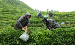 Migros çay tarımında yeni üretim modelini Rize'de hayata geçirdi