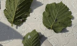 Kahverengi kokarcaya karşı samuray arısı salımı başladı