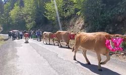 Renkli yayla göçü geleneği başladı