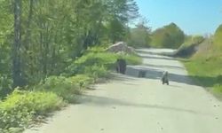 Yola inen bozayı ile 2 yavrusu görüntülendi