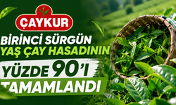 ÇAYKUR’dan üreticilere uyarı: Kalan çaylar kontrollü hasat edilsin