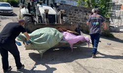 Rize’de 11 Büyükbaş Hayvanda Tüberküloz Tespit Edildi