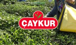 ÇAYKUR, Cuma Günü Bazı Bölgelerde Yaş Çay Alımı Yapmayacak