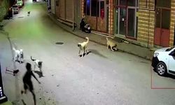 Skuterlı çocuk köpeklerin saldırısına uğradı