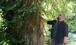 Prof. Dr. Aksoy: Karadeniz'in binlerce yıllık porsuk ağaçları tehlike altında