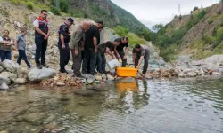 Murgul'da derelere 30 bin kırmızı benekli alabalık bırakıldı