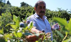 Emekli madenci tarım fuarında gördüğü yaban mersininin üreticisi oldu
