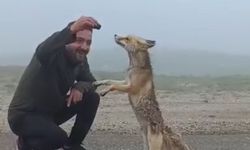Bayburt'ta bir kişi yiyecek arayan tilkiyi kekle besledi
