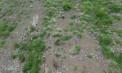 Artvin'de kırsalda yiyecek arayan ayı, dronu fark edince kaçtı