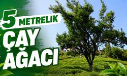 Çayeli'nde yaklaşık 70 yıldır budanmayan çay ağacı görenlerin ilgisini çekiyor