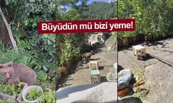 Evlerinin önüne gelen yavru ayıyı beslediler