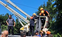 Çayeli'nde acı olay: Ağaç budarken elektrik akımına kapılan kişi hayatını kaybetti