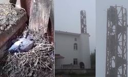 Minare onarımı güvercin yavruları için ertelendi