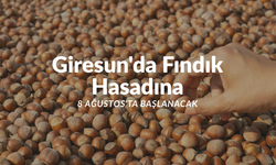 Giresun'da  fındık hasadına 8 Ağustos'ta başlanacak