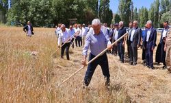 Binali Yıldırım, Bayburt'ta geleneksel 'Harman Şenliği'nde tırpanla ekin biçti