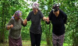 Karadeniz'de horonlu türkülü fındık hasadı