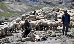 Doğu Karadeniz yaylalarında aile geleneği olan çobanlığı sürdürüyor