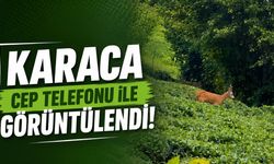 Çay bahçesinde gezinen karaca kamerada