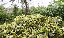 Giresun'da fındık hasadı başladı