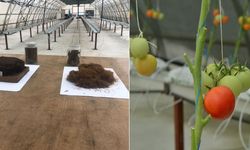 Çay atığı dövize dönüşecek; 'çaykopit'le üretimde ilk mahsuller alındı