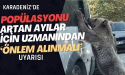 Karadeniz’de popülasyonu artan ayılar için uzmanından ‘önlem alınmalı’ uyarısı