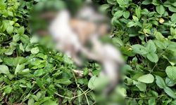 Ordu'da sokak hayvanlarını Akkuş ilçesine bırakan 3 kişi yakalandı