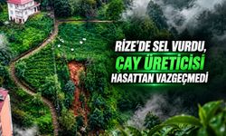 Rize'de heyelanlı bölgede çay hasadı