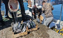 Zonguldak'ta balıkçılar 50 ton balıkla döndü