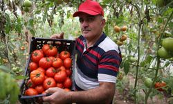 Devletin fide desteğiyle domates üretimini 7 katına çıkardı
