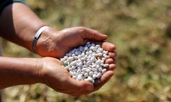 Alım Garantili Fasulyede Hasat Başladı