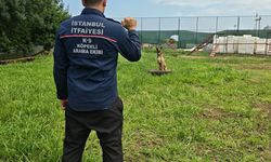 Arama köpeklerinin eğitim üssü Trabzon oldu
