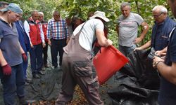 Fındık hasat filesi desteğiyle maliyetler azalıyor