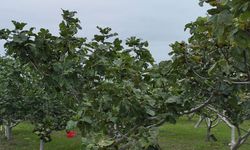 Karadeniz'in incir türlerinin genetiği koruma altına alındı