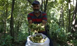 Görenler Karadeniz zannediyor! Doğu'nun Karadeniz'inde fındık hasadı başladı