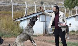 Kangal köpeklerini kışa ‘yüksek protein’ ile hazırlıyorlar
