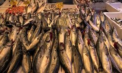 Karadeniz'de balık tezgahlarında çeşit bolluğu