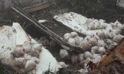 Canlı tavuk yüklü kamyon devrildi: 4 yaralı