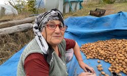 Artvin'de ceviz hasadı başladı