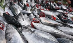 Karadeniz’de palamut bereketi: Palamut bolluğu devam edecek mi?