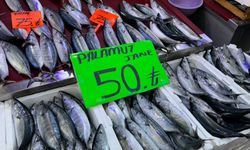 Palamudun tanesi 50 liraya kadar düştü
