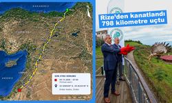 Rize’den Doğaya Salınan Arı Şahini 9 Günde Ürdün’e Ulaştı