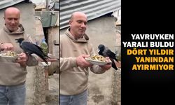 Rizeli Vatandaşın Yaralı Bulduğu Kargayla 4 Yıllık Dostluğu