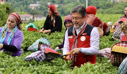 Tarım ve Orman Bakanı Yumaklı, Rize'de çay hasadına katıldı