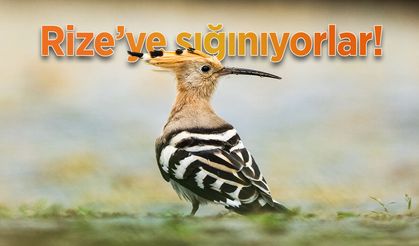Göçmen kuşlar, Rize kıyılarını "Sığınak" olarak kullanıyor